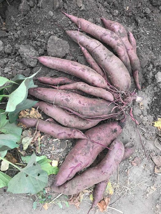 Батат - Маточні бульби для розсади (9 сортів)