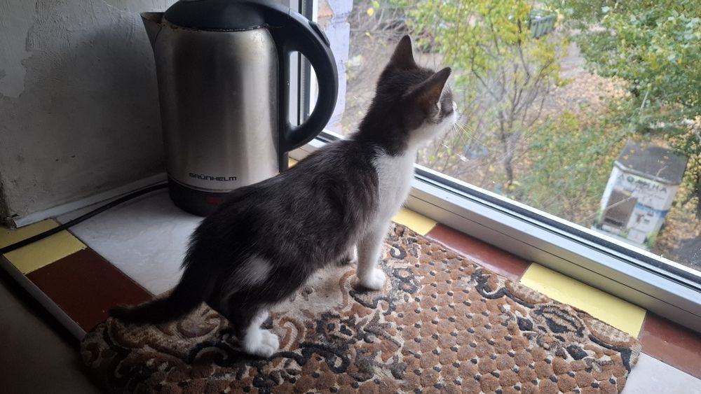 Котики шукають люблячу родину