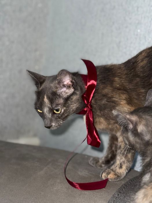 Надвірна, Кицька шукає своїх господарів:)