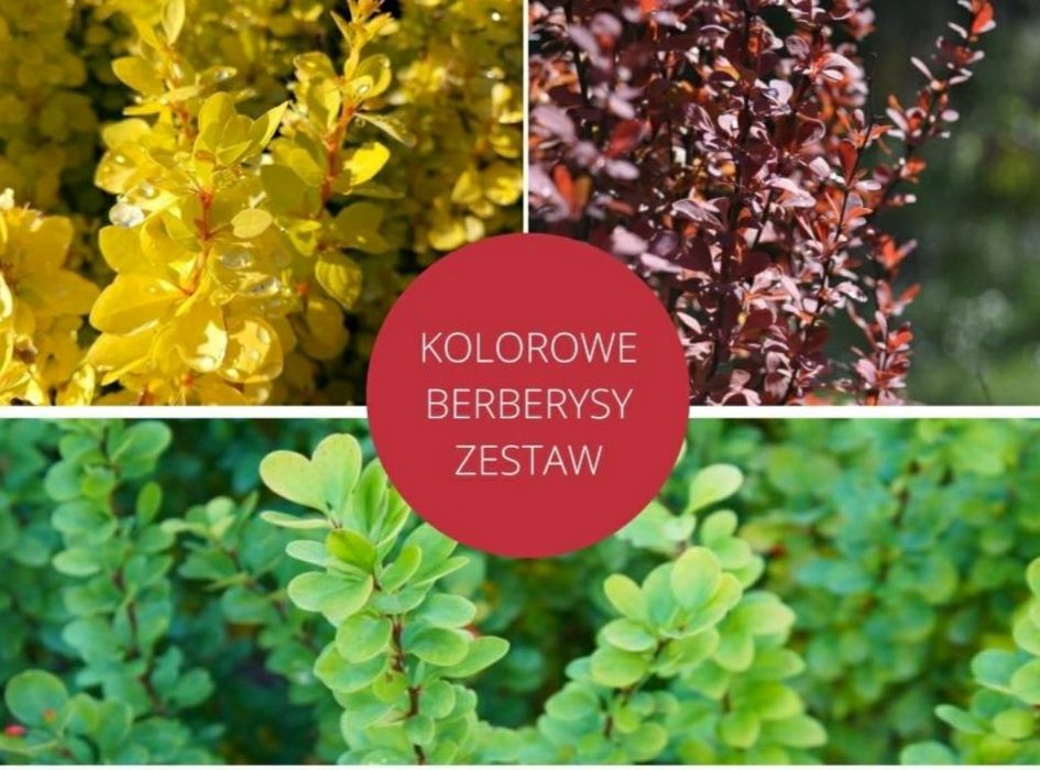2 letnie krzaczki berberysu w 3 kolorach