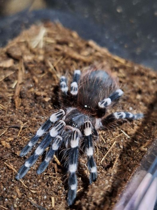 Acanthoscurria geniculata 4 DC ptasznik białokolanowy