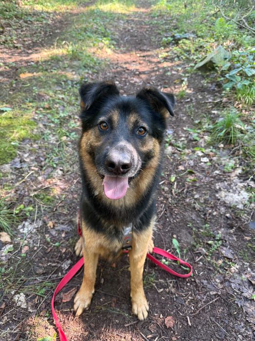 Benzo cudny psiak do adopcji