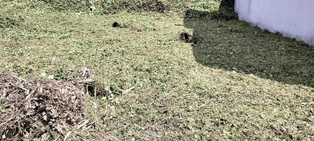 Limpeza de terrenos manutenção e construção de jardins