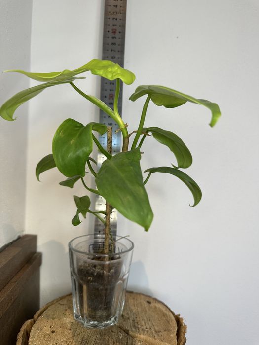 Філодендрон Philodendron Філодендрон  Bipennifolium Aurea\Golden violin)