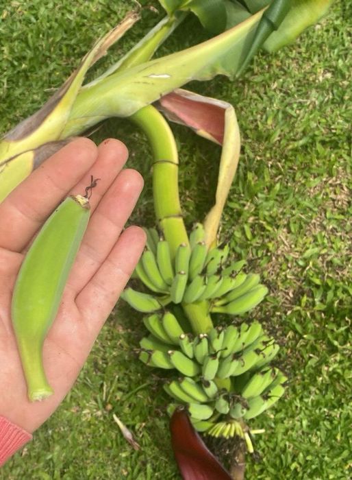 Bananeiras Musa - Acuminata