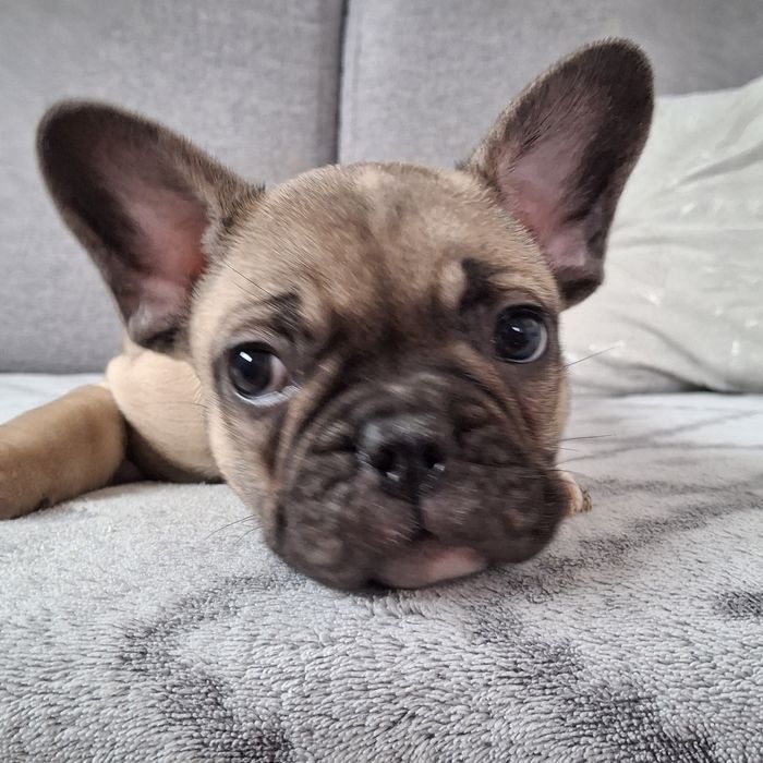 Buldog francuski