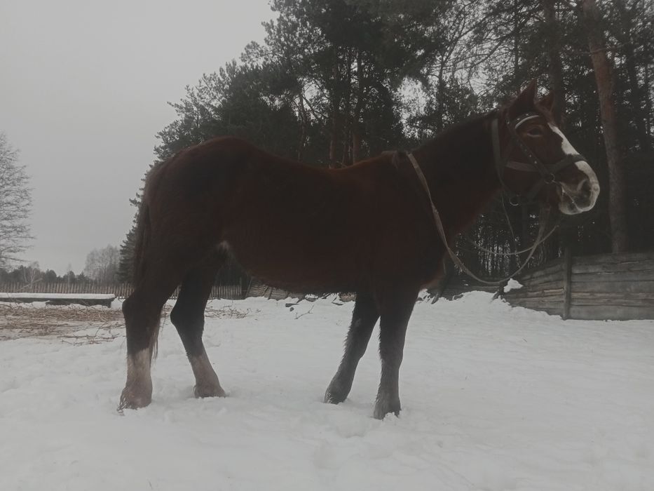 Продам кобилу 7 років