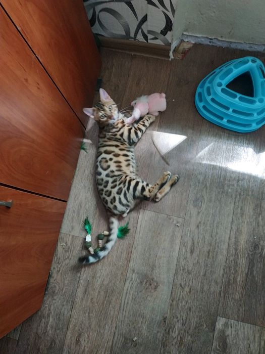 Бенгальский мальчик супер розетка