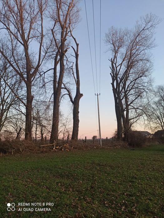 Wycinka drzew/frezowanie pni/mulczer leśny