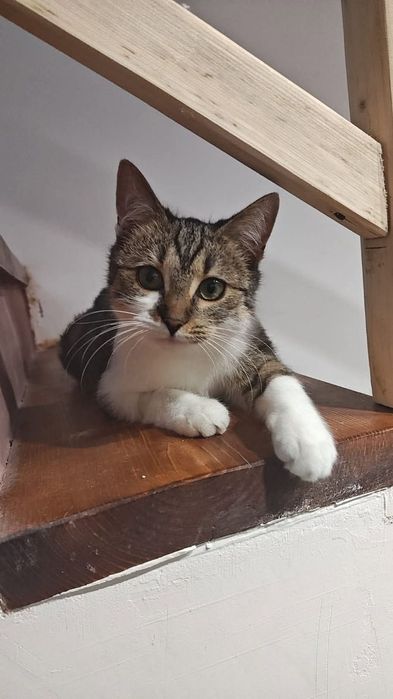 Koteczka i bury kocurek szukają domku na Śląsku