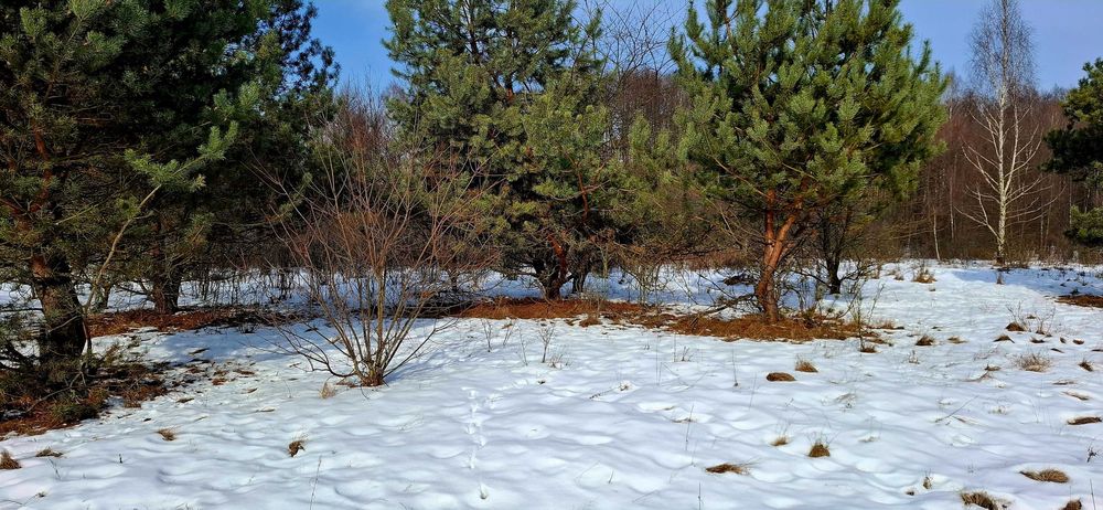 Działka rolno-budowlana 8000 m 55 km od Warszawy