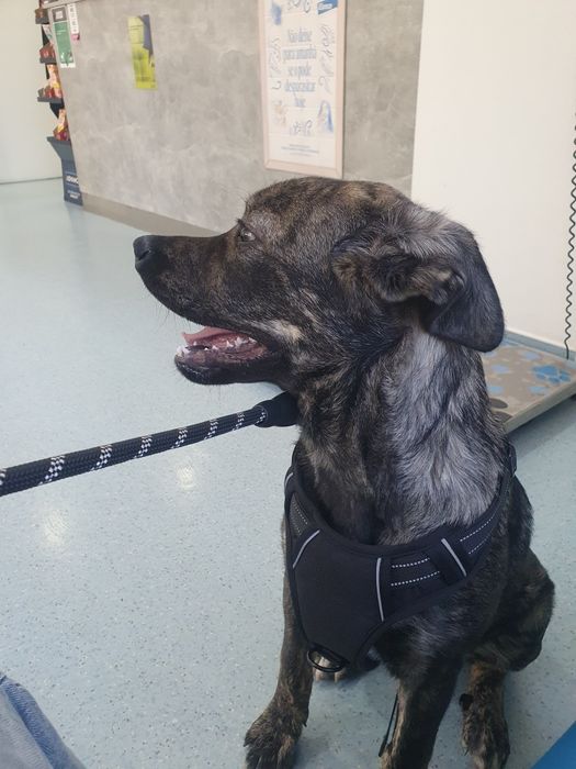 Cão femea  para adoção