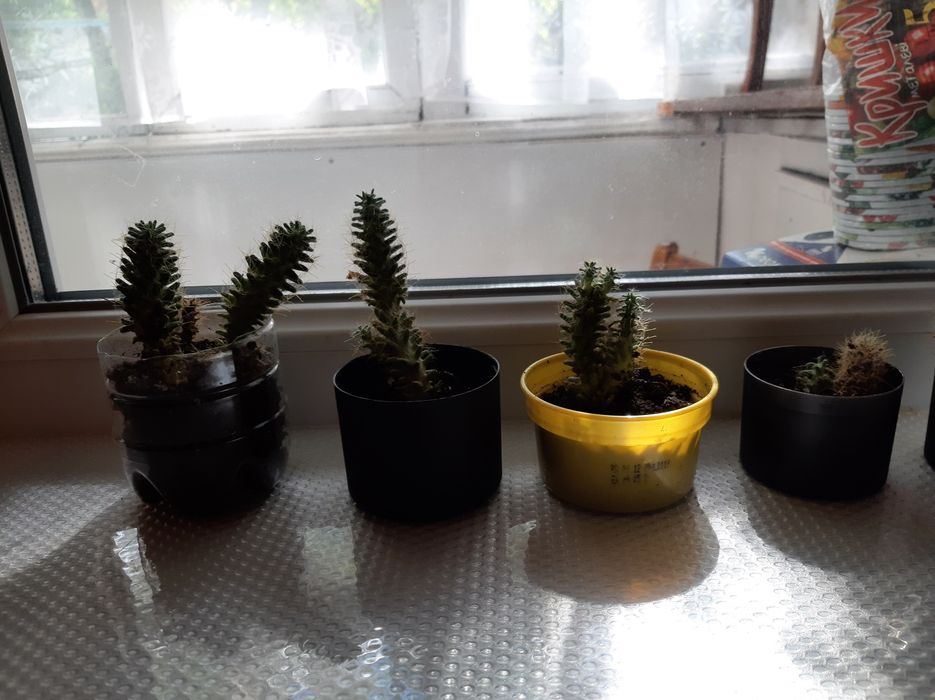 Кактусы маленького размера