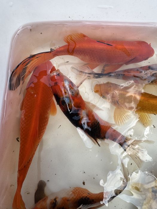 Ryby ozdobne do oczek wodnych – koi japońskie, orfa, karaś,jesiotr