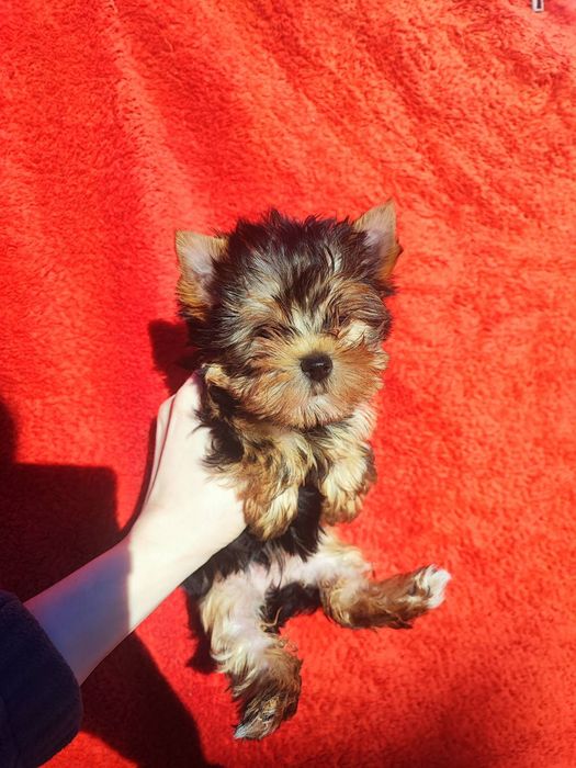 Прекрасная мини малышка Йорка