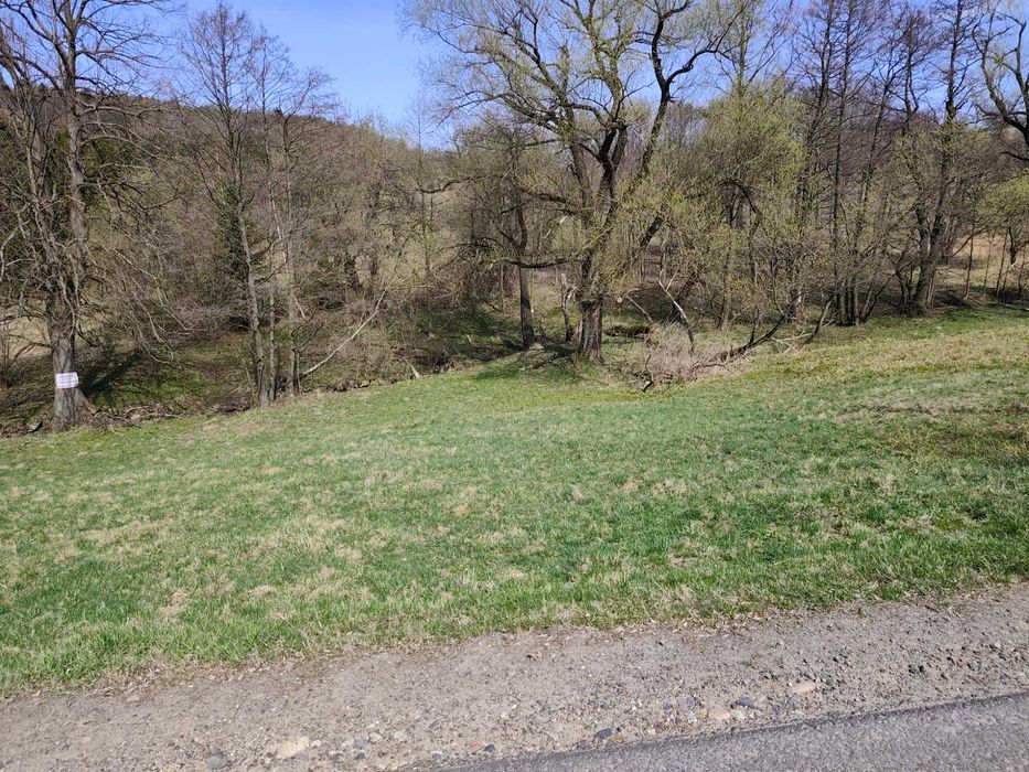 zlecę przycinkę drzewa