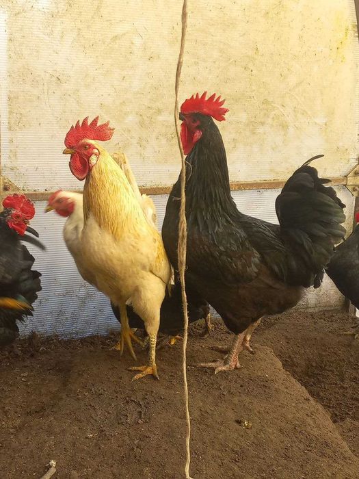 Продам півня півнів пітуха