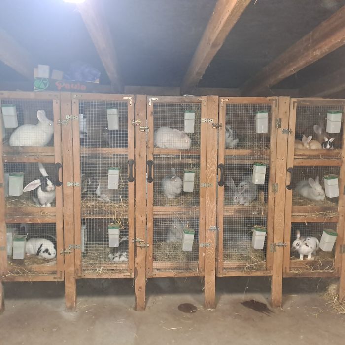 Sprzedam króliki lub zamienię