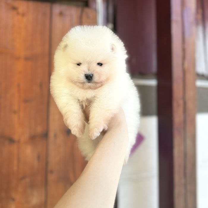 ляльковий ведмедик шоу классу