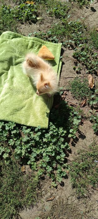 Pomeranian, szpic miniaturowy.