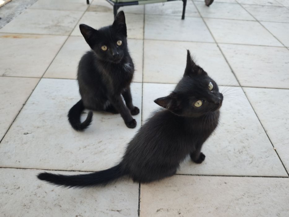 Gatinhos para dar