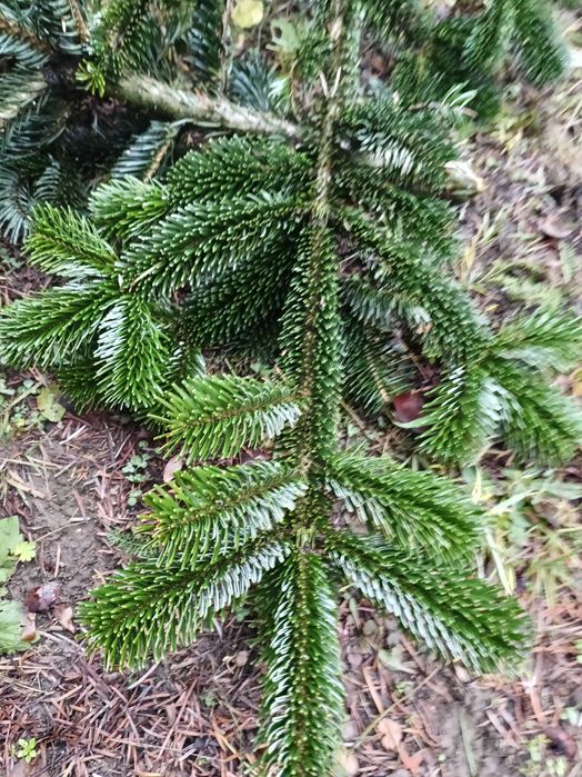 Gałązki na stroik, ścięte 20.12.2025