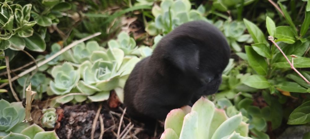 Pug carlin criado em ambiente familiar disponível para entrega imediata desparasitado vacinado pais á vista possibilidade de entrega ao domicilio Env