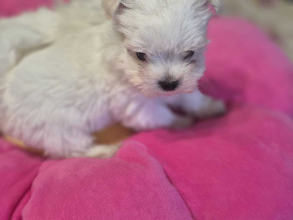 Maltańczyk piesek MINI 0,8 KG ZHPR