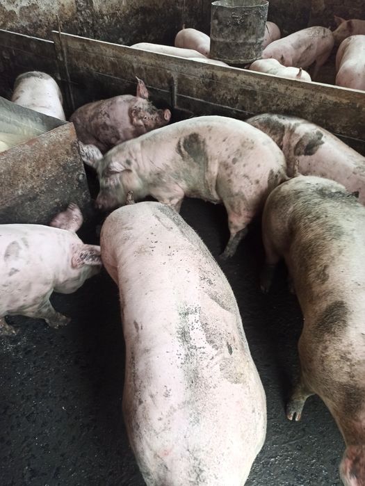 Свині 140-180 кг