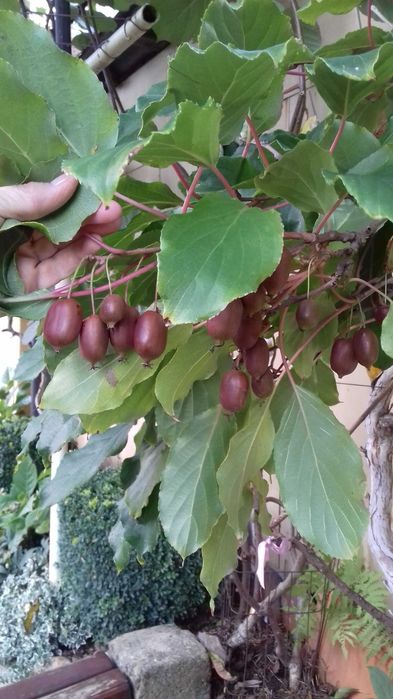 Актинідія,  маракуя,ківі,жимолость