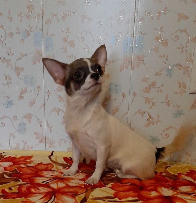 Чудесная подрощенная девчушка чишка!