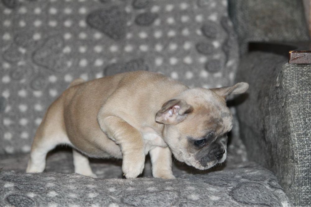 Фоанцузкий бульдог