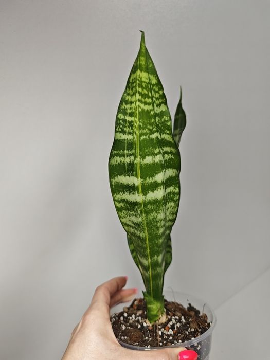 Sansevieria Futura var