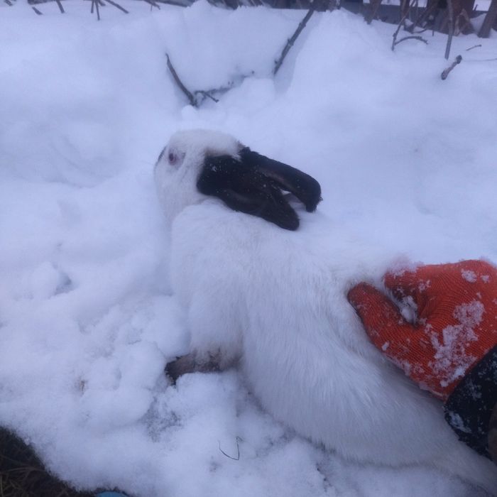 Самець Каліфорнія