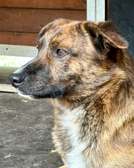 PAŹ - 2-letnia piękność czeka na nowy dom!