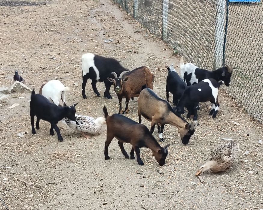 Cabras Anas com 8 meses