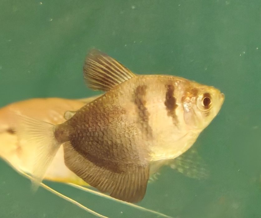 Żałobniczka tetra czarna Aquafizz Creative