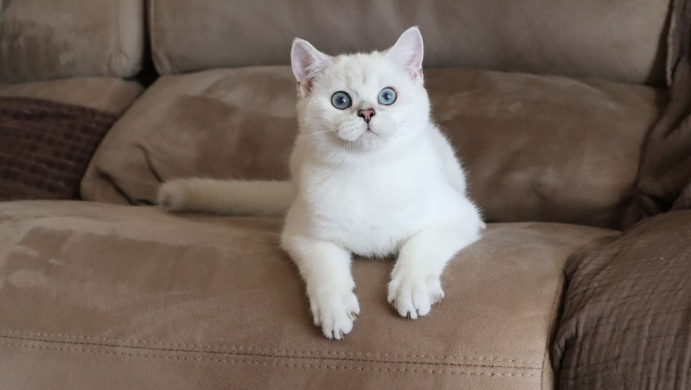 British Shorthair Chinchilla point