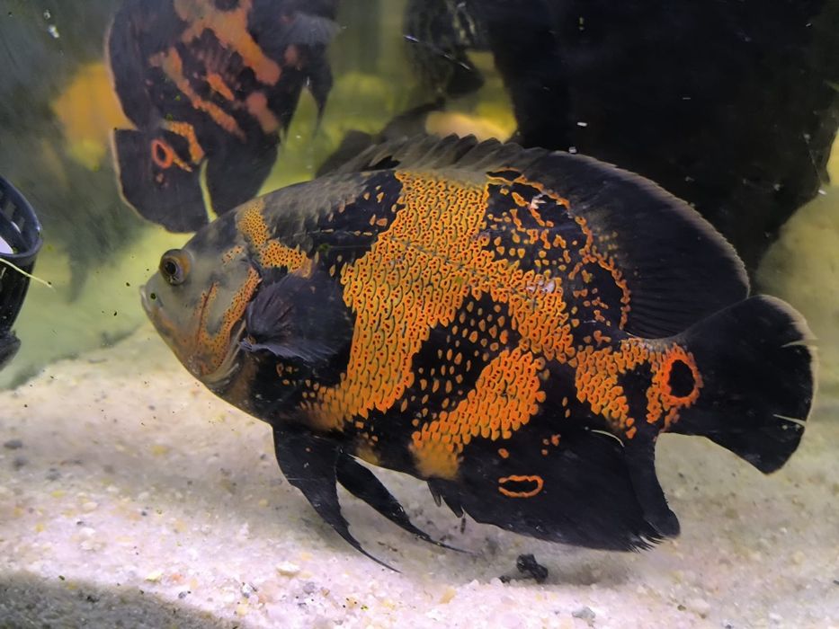 Vendo oscar tigre 15 euros