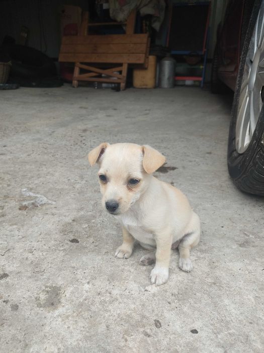 Цуценя безкоштовно