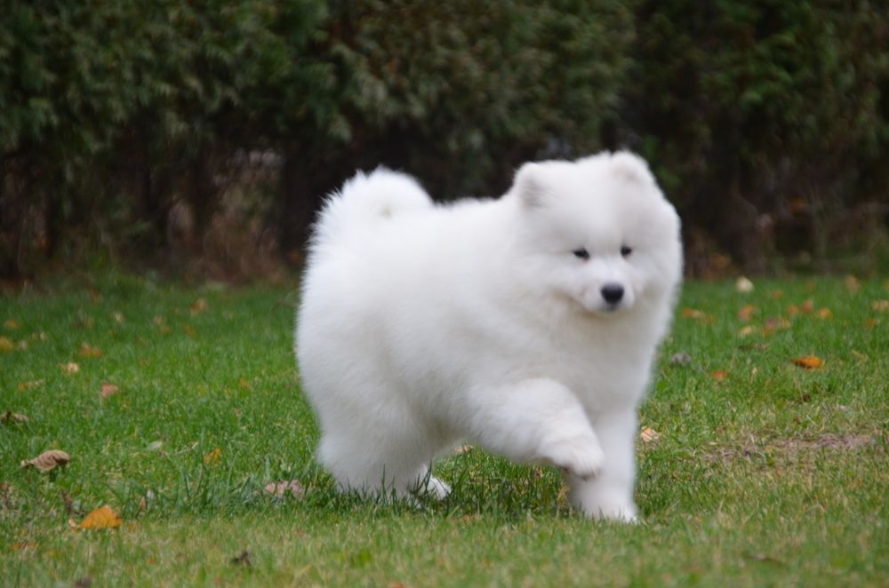 Samoyed suczka piesek