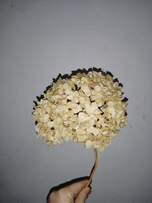 Продам сухоцвіти для творчості