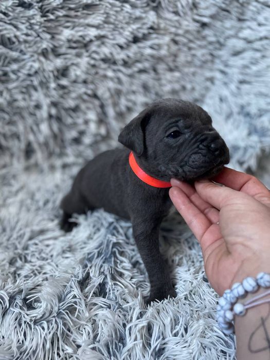 Щенки кане корсо . Цуценята кане корсо .  Кане корсо