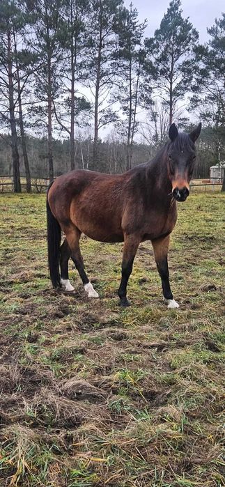 Sprzedam konia (Polski Koń Sportowy)