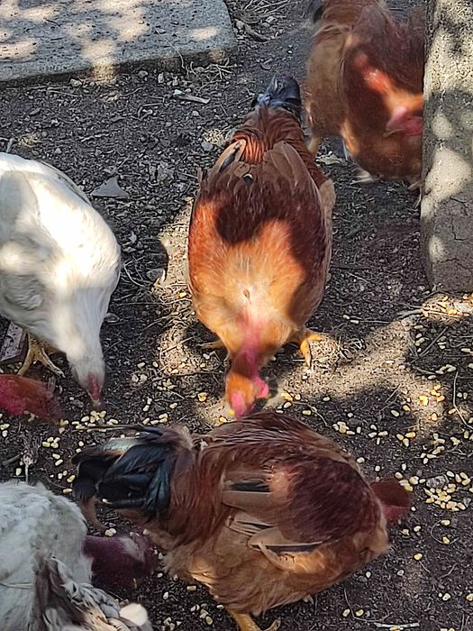 Vendo capoes criados no campo com alimentação á base de sobras de comida verduras e milho.
