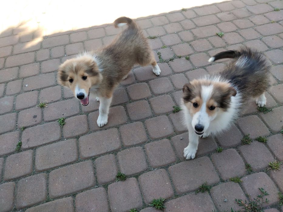 Owczarek szkocki collie suczka