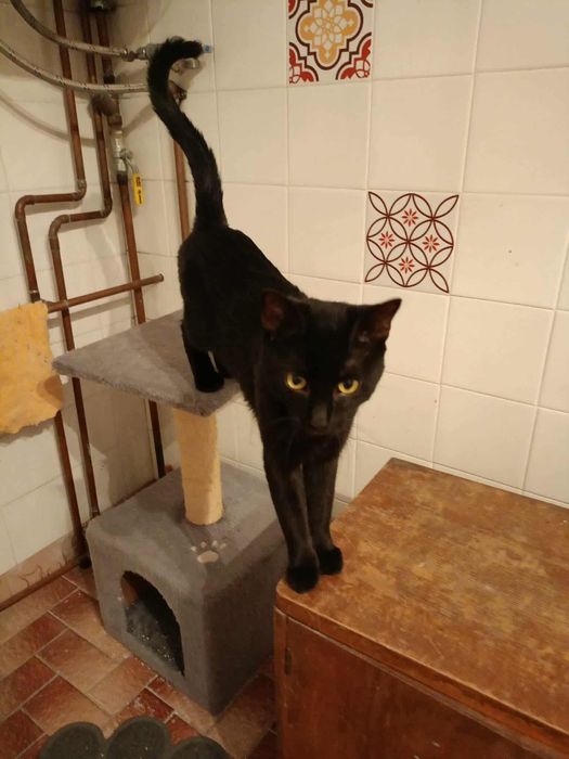 Młody kocurek po przejściach