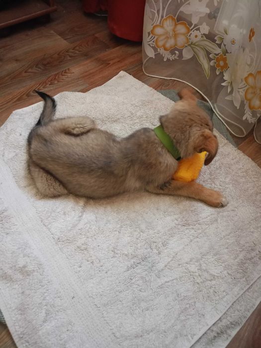 Віддам собачку,хлопчик,три місяці,прививка зроблена,дам корму на рік