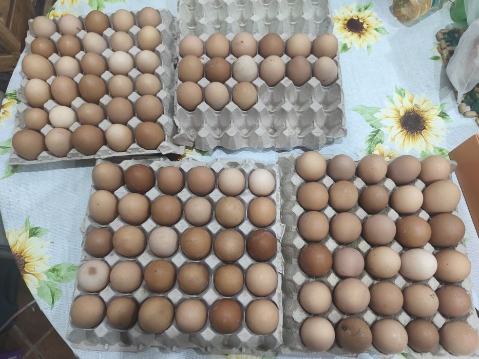 Vendo ovos caseiros