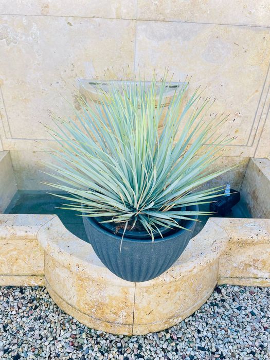 Yucca Rostrata Juka 60-80cm mrozoodporna -20